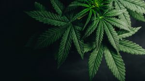 close up of marijuana leaves