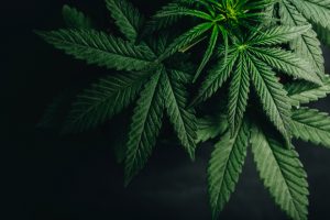 close up of marijuana leaves