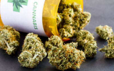 marijuana buds in prescription bottle