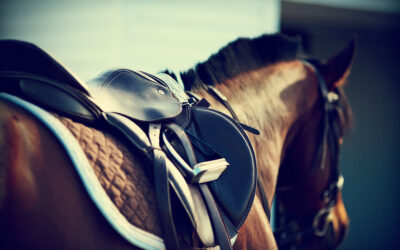 horse-wearing-a-saddle