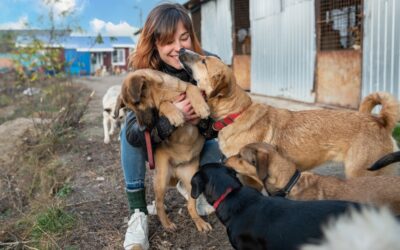 A DUI can prevent you from volunteering at some animal shelters, but it depends on the shelter and the nature of your DUI offense.