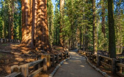A national park trail in the forest. Learn what happens if you get a DUI in a national park.